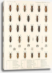Постер Годман Фредерик Insecta Coleoptera Pl 078