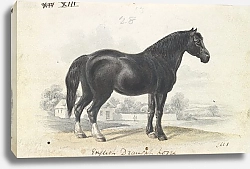 Постер Смит Чарльз Гамильтон English Draught Horse