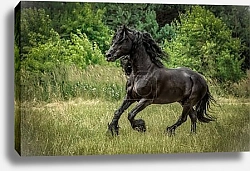 Постер Черный скакун