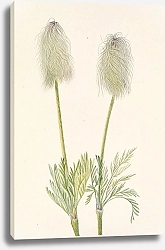 Постер Уолкотт Мари Plume Anemone. Pulsatilla occidentalis