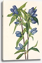 Постер Уолкотт Мари Горечавка бутылочная. Gentiana saponaria