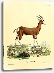 Постер Пёстрая антилопа