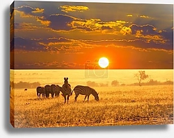 Постер Зебры в саванне на закате