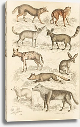 Постер Макгилливрей Уильям Dogs