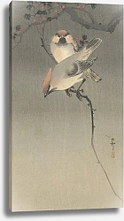 Постер Косон Охара Waxwing birds