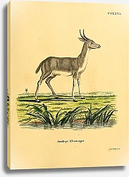 Постер Болотный козёл