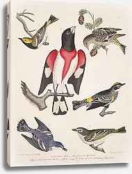 Постер Птицы Америки Уилсона 17