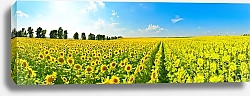 Постер Солнечное поле с подсолнухами
