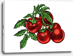 Постер Помидорная ветка с плодами и листьями