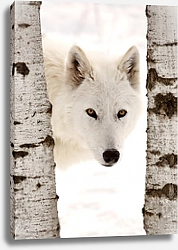 Постер Белый волк между берёз
