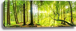Постер Панорама с солнцем и летним лесом