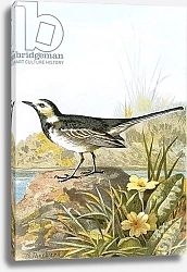 Постер Школа: Английская 20в. Pied Wagtail