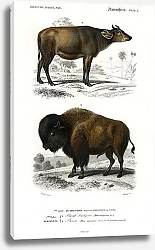 Постер Корова (Bos brachyceros) и Бизон (Bos americanus)