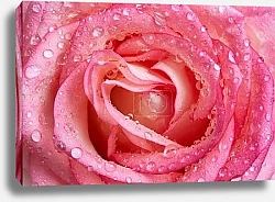 Постер Розовая роза с каплями №2