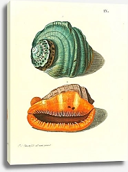 Постер Морские раковины 039