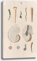 Постер Спаловский Иоганн Prodromus in systema historicum testaceorum Pl.01