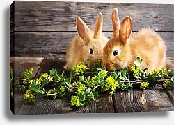 Постер Два кролика с веткой желтых цветов