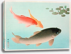 Постер Косон Охара Common And Golden Carp