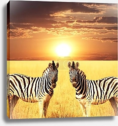 Постер Две зебры в саванне