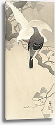 Постер Косон Охара Two pigeons on a branch