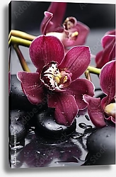 Постер Орхидеи 33
