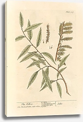 Постер Блэквелл Элизабет Ива