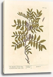 Постер Блэквелл Элизабет Мастичное или лентисковое дерево