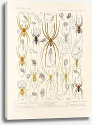 Постер Годман Фредерик Arachnida Araneidea Pl 23