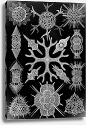 Постер Одноклеточные организмы