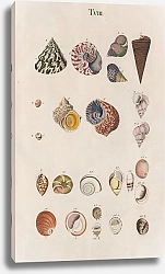 Постер Спаловский Иоганн Prodromus in systema historicum testaceorum Pl.08