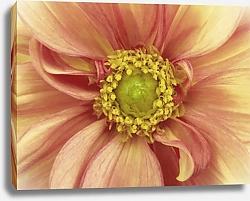 Постер Бледно-розовый цветок георгина, крупно