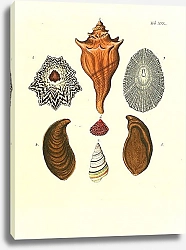 Постер Морские раковины 030