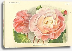 Постер Begonia Hybrida Festive em. R.