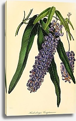 Постер Hardenbergia Comptoniana