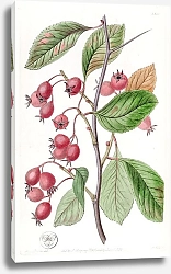 Постер Эдвардс Сиденем Oval-leaved Cockspur Thorn