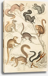 Постер Макгилливрей Уильям Squirrels