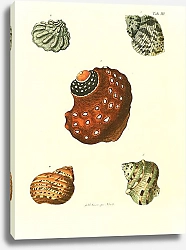 Постер Морские раковины 003