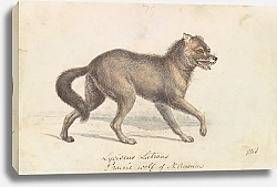 Постер Смит Чарльз Гамильтон North American Prairie Wolf