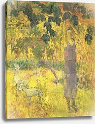Постер Гоген Поль (Paul Gauguin) Man Picking Fruit from a Tree, 1897