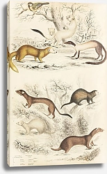 Постер Макгилливрей Уильям Weasels