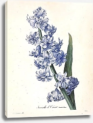 Постер Гиацинт восточный, голубой сорт
