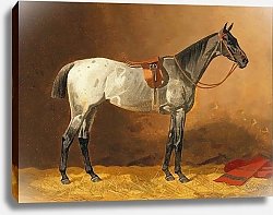 Постер Волкерс Эмиль Оседланная верховая лошадь