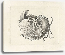 Постер Холлар Вецеслаус (грав) Nodose paper nautilus