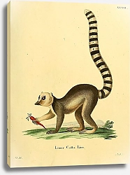 Постер Кошачий лемур Lemur Catta