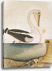 Постер Australian White Pelican