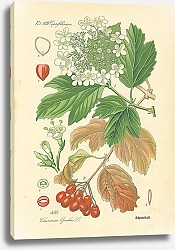 Постер Caprifoliaceae, Viburnum Opulus