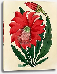 Постер Splendid Epiphyllum