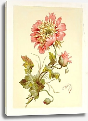 Постер Уолтер Лилли Мунид