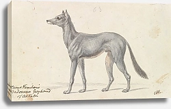 Постер Смит Чарльз Гамильтон Bedouin Grayhound of Akkaba