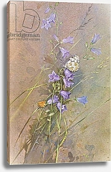 Постер Бенингфилд Гордон (1936-98) Marbled White and Small Skipper Butterflies on Bluebells, from Beningfield's Butterflies pub.by Chatto & Windus, 1978